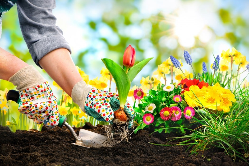 Texture PROFESSIONAL FERTILIZATION FOR A HEALTHY LAWN Walk